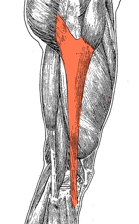 anatomy iliotibial band