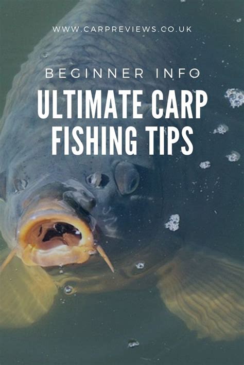 Carp fishing tips | Carp fishing tips, Carp fishing, Lake fishing