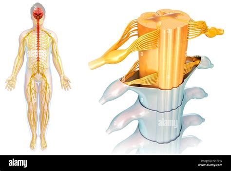 Spinal Cord Cross Section Diagram Unlabeled