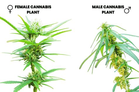 Male vs Female Weed Plant | Leafy Mate