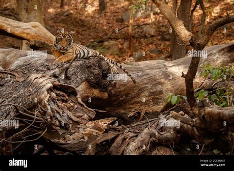 Beautiful tiger in the nature habitat. Tiger pose in amazing light ...