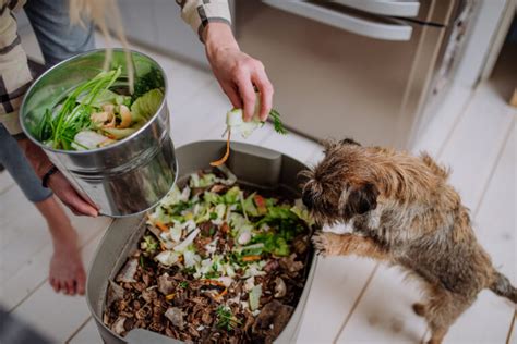 How to Prevent Maggots in Kitchen Compost Bins: Tips & Tricks - Homes Guide