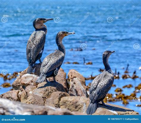 White-breasted Cormorants stock image. Image of sitting - 108705577