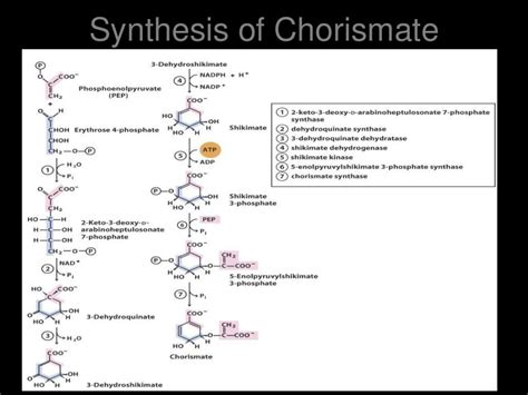 Biosynthesis of amino acids