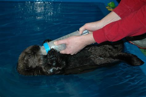 Help name the rescued sea otter pup - BC | Globalnews.ca