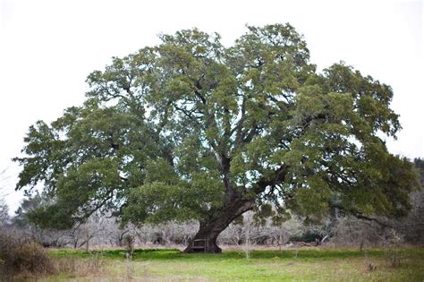 State redesigns road to save ancient oak trees | Pflanzen, Blumen