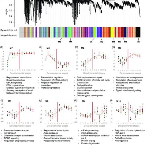 Gene clusters and their corresponding biological processes involved in... | Download Scientific ...