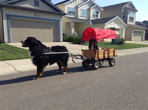 Bernese Mountain Dog pulling Berner puppy in cart | Berners... And some other cute animals ...