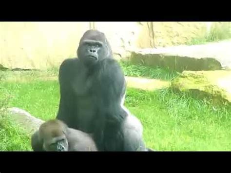 Gorillas Mating like humans at the Zoo so funny! - YouTube