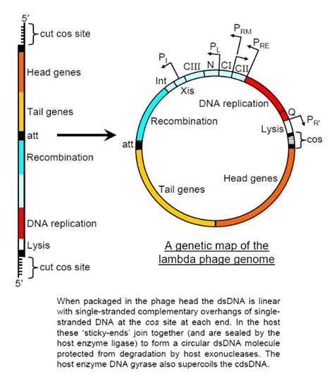 Bacteriophage lambda; Coliphage lambda; Enterobacteria phage lambda; lambda Phage; Phage lambda