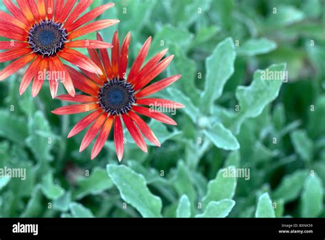 New york daisy hi-res stock photography and images - Alamy