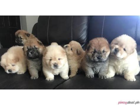 Chow Chow Puppies for Sale Antipolo - Philippines Buy and Sell Marketplace - PinoyDeal