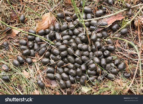 Deer droppings Images, Stock Photos & Vectors | Shutterstock