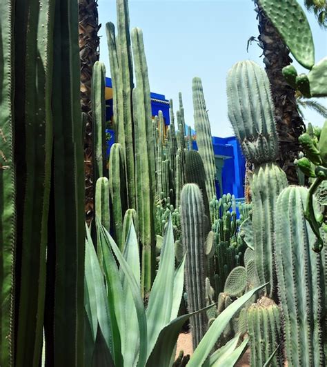 Premium Photo | Majorelle garden