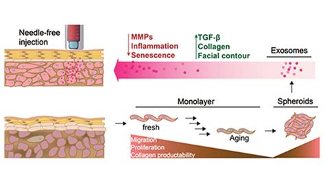 Exosome Therapy Might Enhance Repair of Sun-, Age-Damaged Skin | Stem Cells Portal