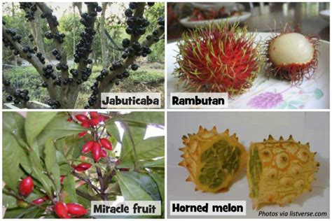 The Weirdest Fruit You’ve Never Tasted – Bedtime Math