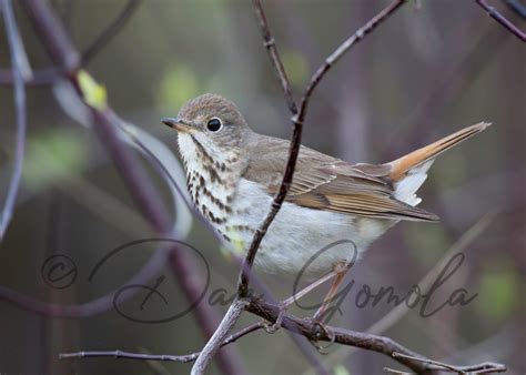 Dan Gomola Wildlife Photography | Songbird Migration - The Beginning