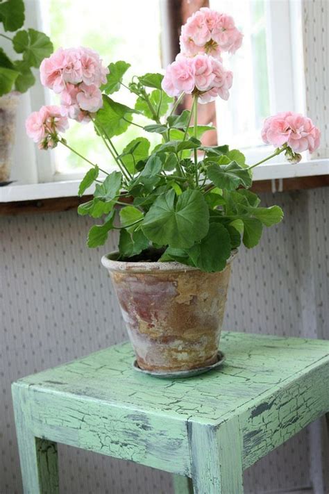 17 Best Flowering Houseplants | Balcony Garden Web