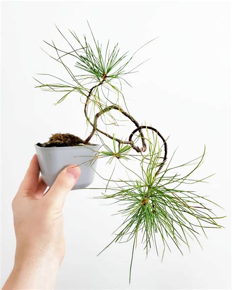 My Eastern White Pine Bonsai | Scrolller