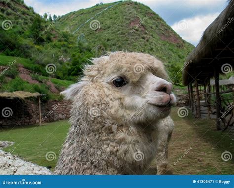 Huacaya alpaca stock image. Image of furry, llama, cute - 41305471