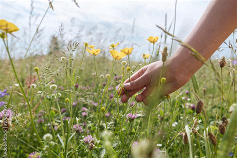 Girl's hand picking buttercup flowers from a meadow Stock Photo | Adobe ...