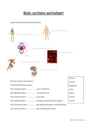 Human Body System Worksheets - Worksheets For Kindergarten