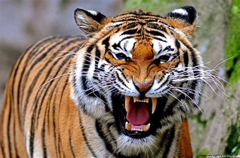 Angry Tiger Face Wallpaper | Wallpapers Gallery