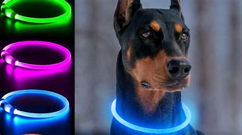 Dog Light Up Collar: A Safe & Stylish Accessory for Your Pet