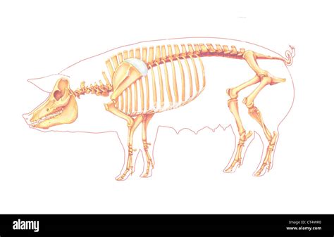 Pig Anatomy Diagram