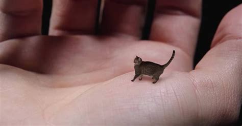 World's Smallest Cat - Cute, Tiny and Mean | Small cat, Feeding kittens ...