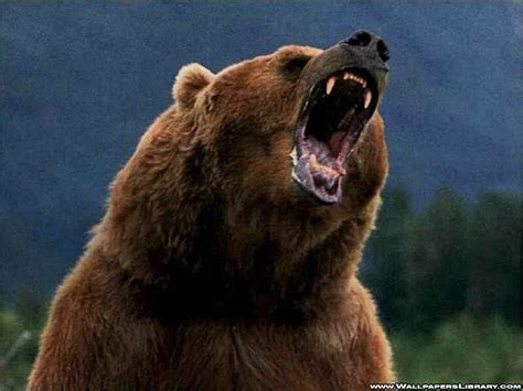 And So it Goes in Shreveport: THIS Mama Grizzly is ANGRY!!!