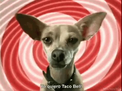 Taco Bell GIF - Tacobell Yoquiero Dog GIFs | Say more with Tenor