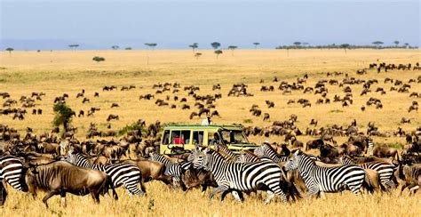 10 days Maasai Mara, Ngorongoro and Serengeti safari | Kenya Safaris