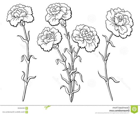 Carnation Flower Vector at Vectorified.com | Collection of Carnation Flower Vector free for ...