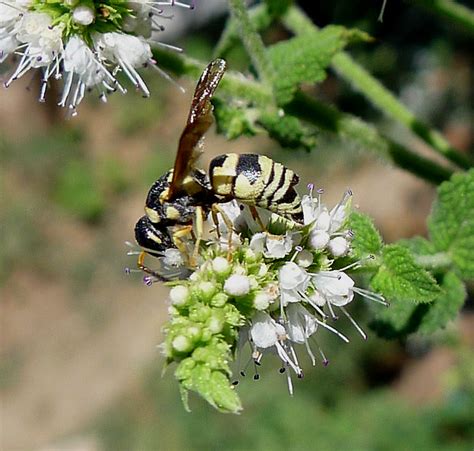 Strepsiptera species....See parasite note | Most Strepsipter… | Flickr ...