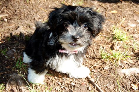 Havanese Information - Dog Breeds at thepetowners