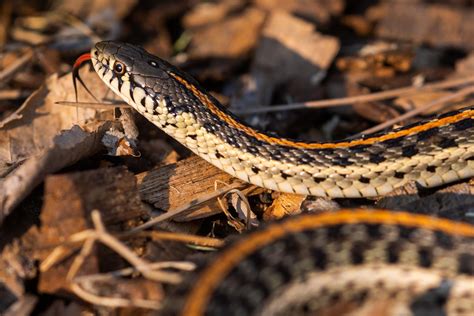 Reptile Awareness Month | Nebraska Game & Parks Commission