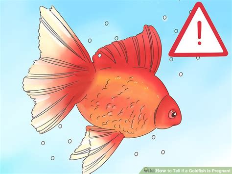 How to Tell if a Goldfish Is Pregnant: 8 Steps (with Pictures)