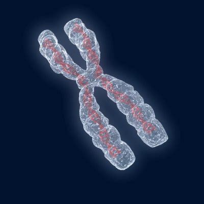 3d model chromosome