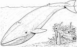 Whale Coloring Pages sketch template