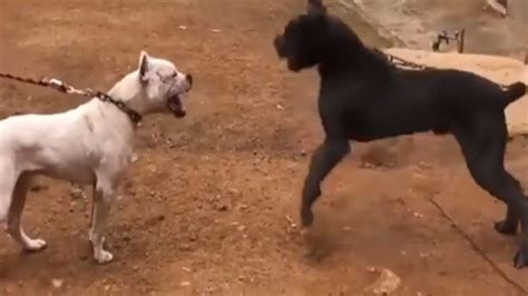 CaNe CoRSo vs DoGo Argentino -Dangerous Encounter - YouTube