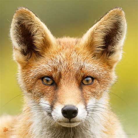 Faces of Foxes: Photographer Proves That Every Fox Has Different Personality | Bored Panda