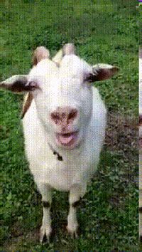 Tongue Goat GIF - Find & Share on GIPHY