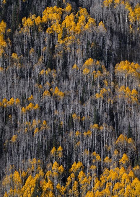 PHOTOS: 2023 Fall Colors in Colorado | Outdoors | denvergazette.com