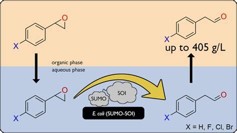 High‐Level Production of Phenylacetaldehyde using Fusion‐Tagged Styrene Oxide Isomerase - Choo ...