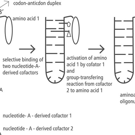 Model for the synthesis of new amino acids from simple amino acids... | Download Scientific Diagram