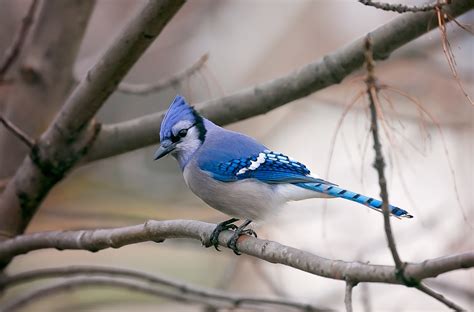 Wallpaper : birds, animals, nature, photography, branch, wildlife, beak, blue jays, Jay, finch ...