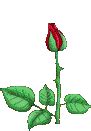 22 Amazing Roses Animated Gifs at Best Animations