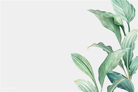 Hand drawn tropical leaves on a white background vector | premium image by rawpixel.com / ma ...