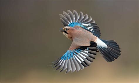 9 Types Of Blue Birds In Wisconsin - AZ Animals